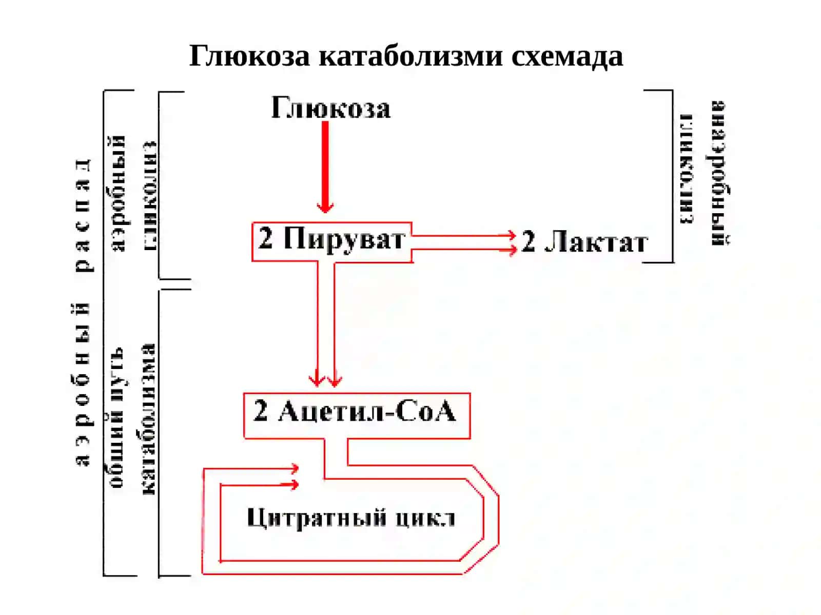 Глюкоза катаболизми ва глюконеогенез 4