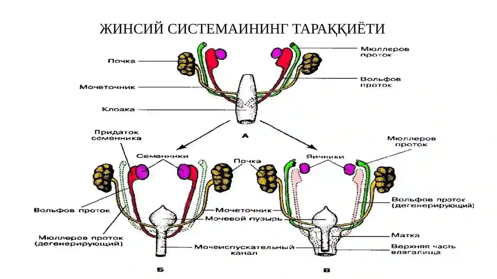 Жинсийсистема 4