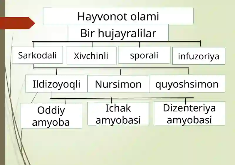Soxta oyoqlilar sinfi 4