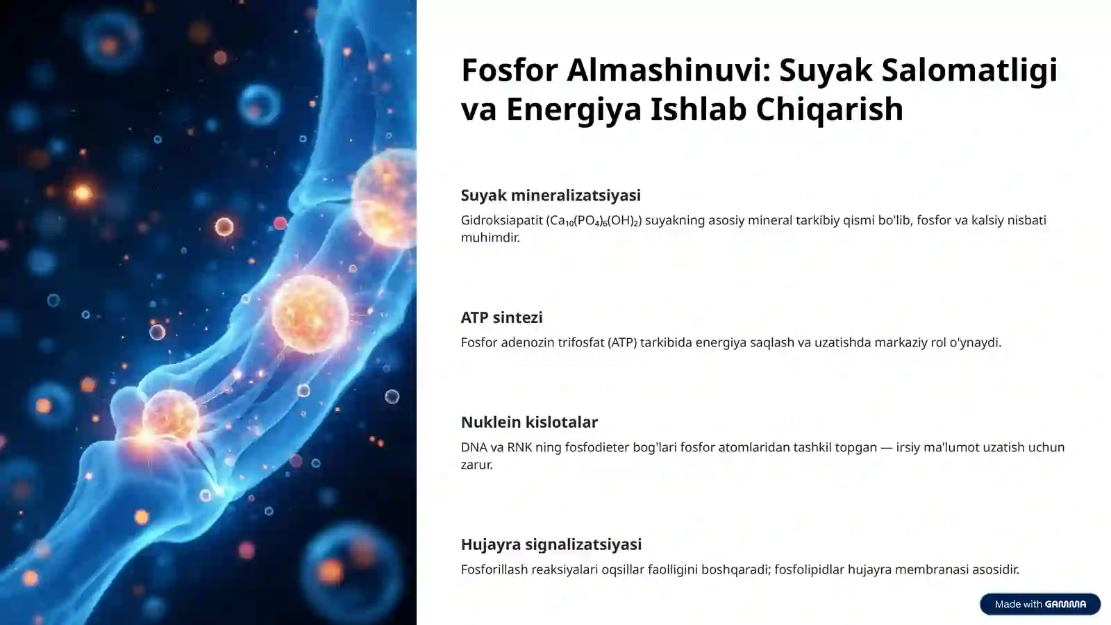 Buyraklarning Kalsiy, Fosfor va Bikarbonat Almashinuvidagi Ahamiyati va Biokimyosi 4