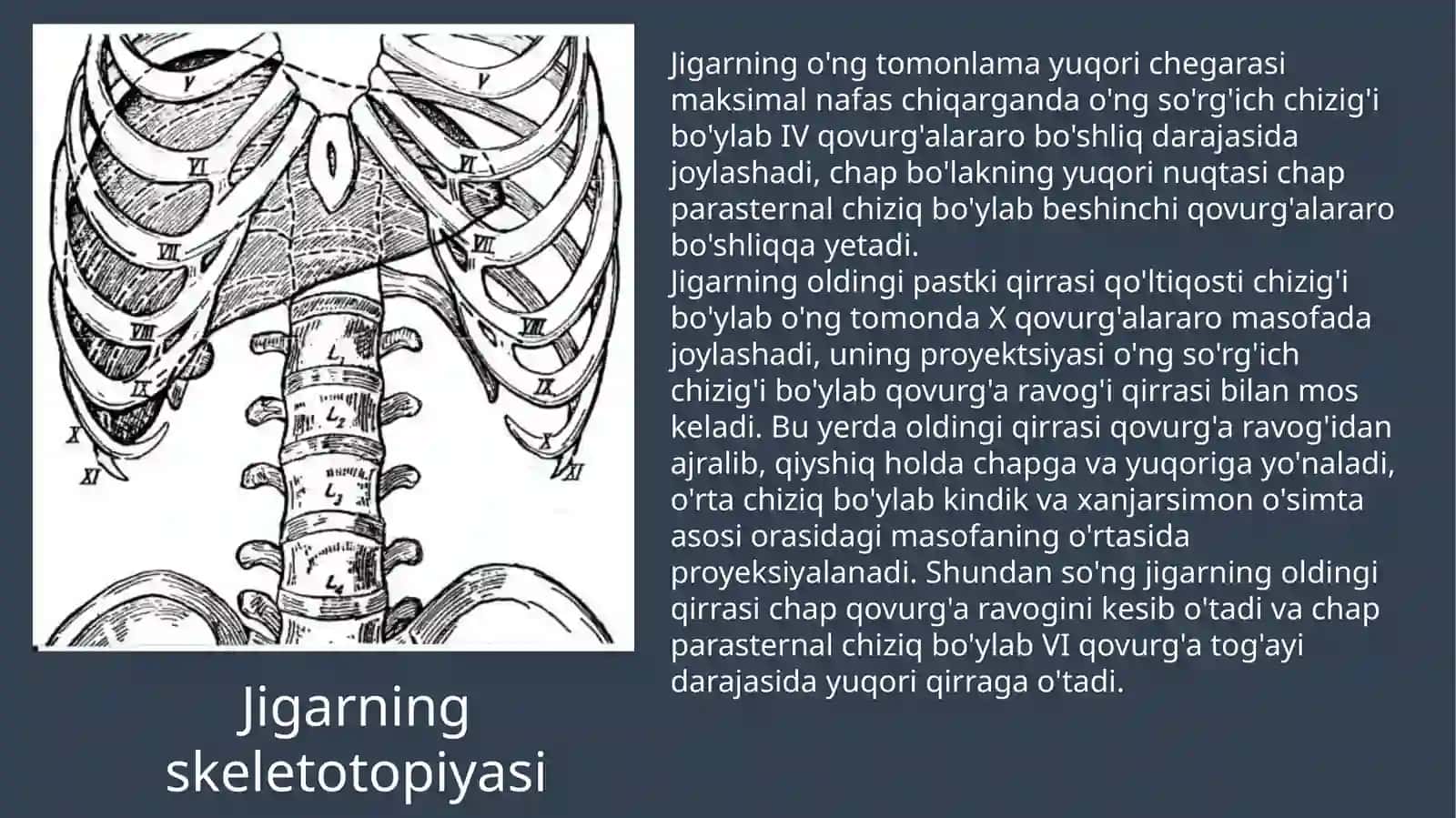 Inson jigari anatomiyasi va funksiyasi 4
