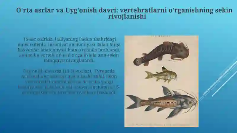 Umurtqalilar Zoologiyasi fanning rivojlanish tarixi 4