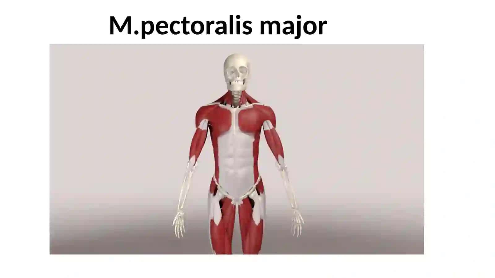 KO`KRAK MUSHAKLARI 4