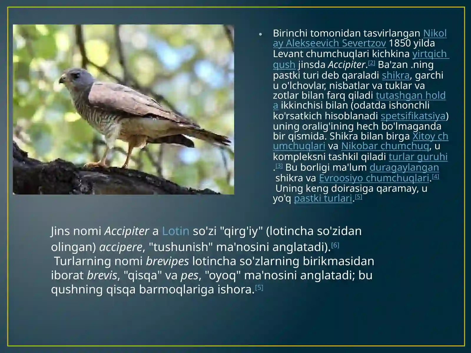 Accipiter brevipes kichik yirtqich qush 4