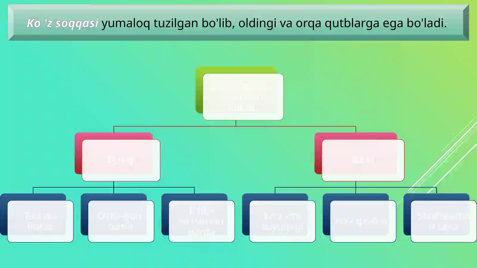 Ko’zning tuzilishi 4