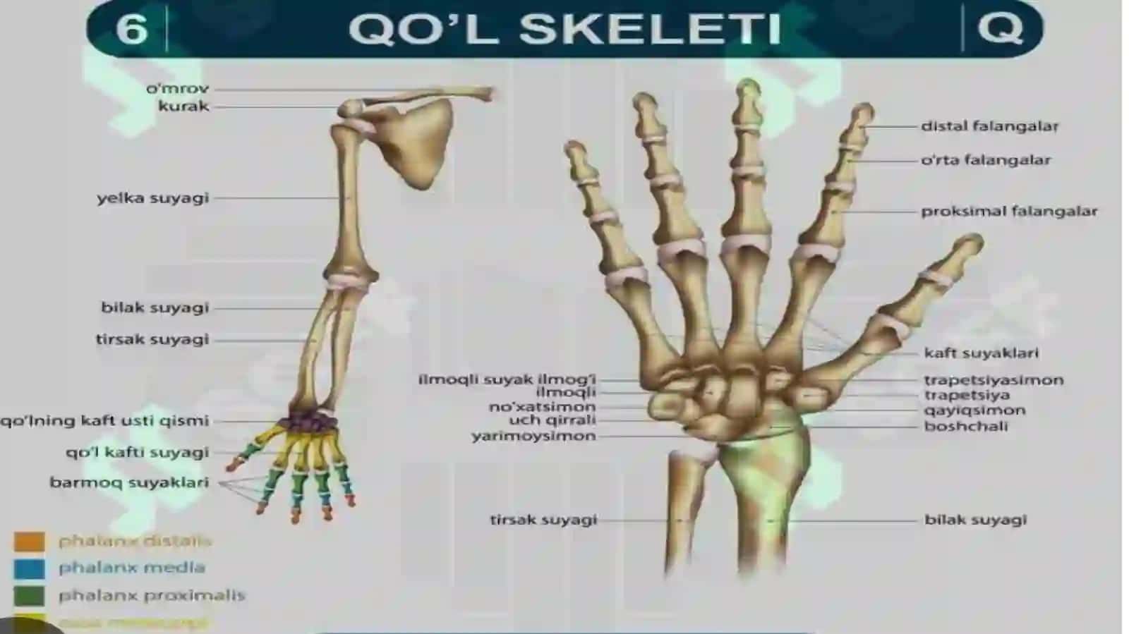 Qo‘l va oyoq bo'g'imlari klinik anatomiyasi va ularda bajariladigan zamonaviy aperatsiyalar 4
