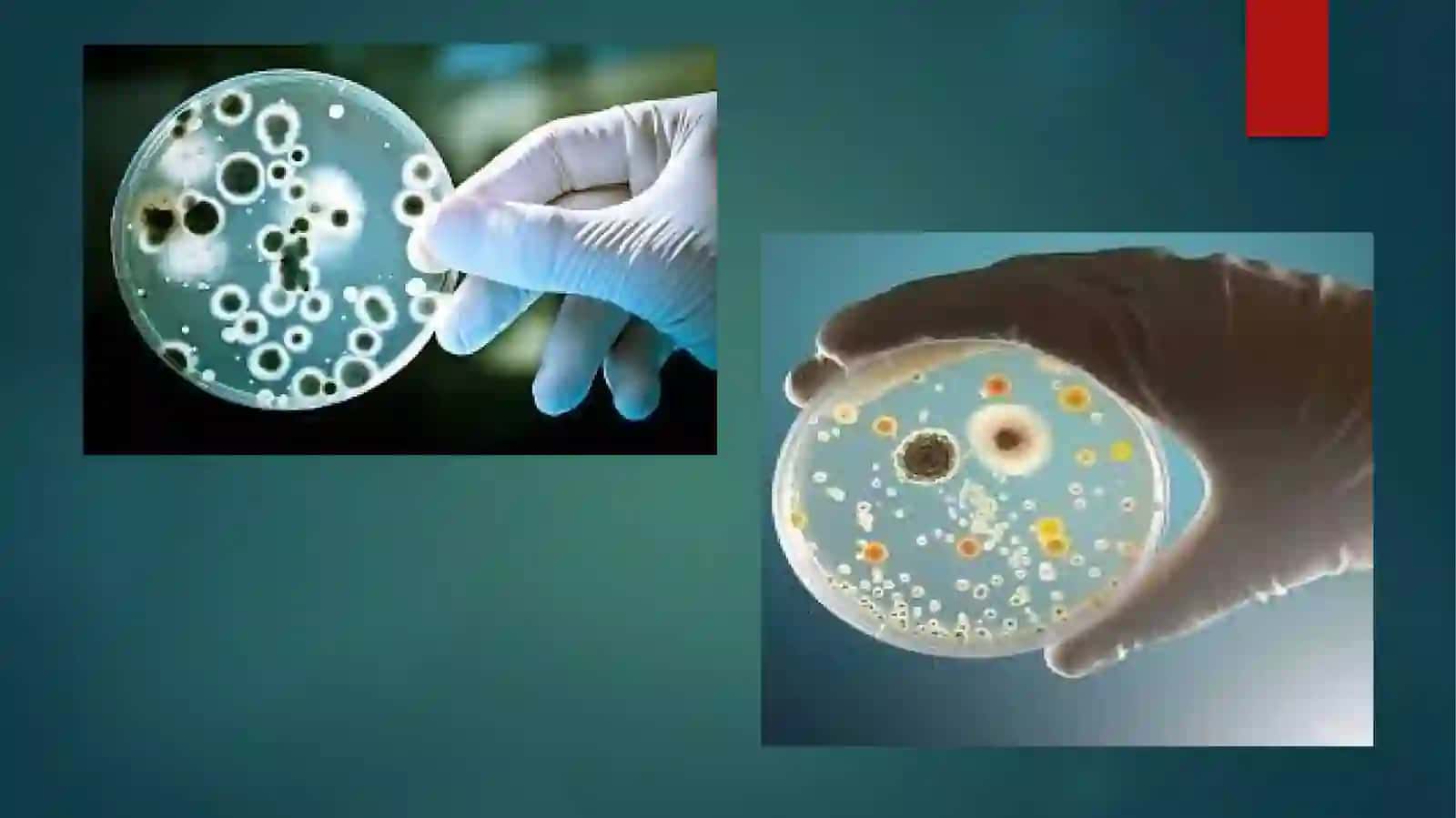 Mikrobiologiya,virusologiya,immunologiya,parazitologiya modulining rivojlanishiga hissa qo’shgan O’zbekistonlik yetakchi olimlar 4