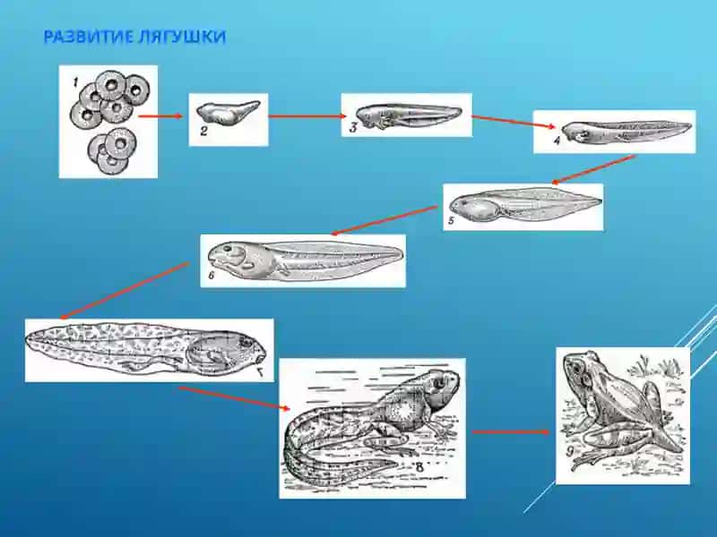 Жизненные циклы у растений и животных 4