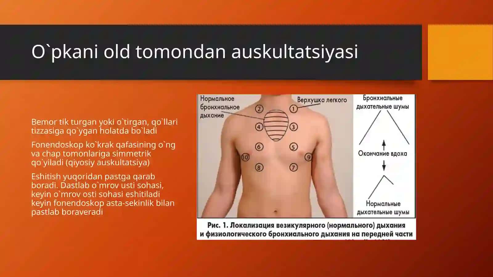 O`pka auskultatsiyasi 4