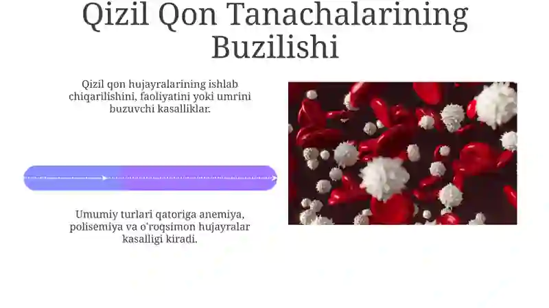 Qizil qon tanachalari anatomiyasi va tuzilishi 4