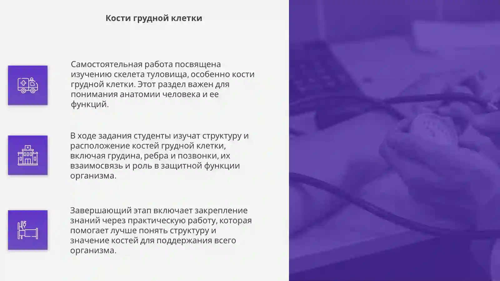 Скелет туловища 4