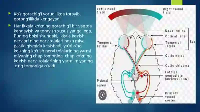 Ko‘z qorachig‘i va qorong‘ilikdagi engayadi 4