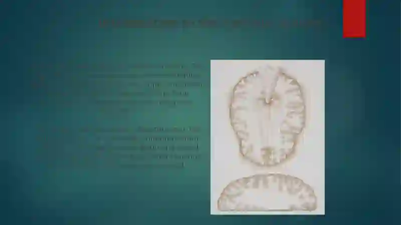 Nervous System 4