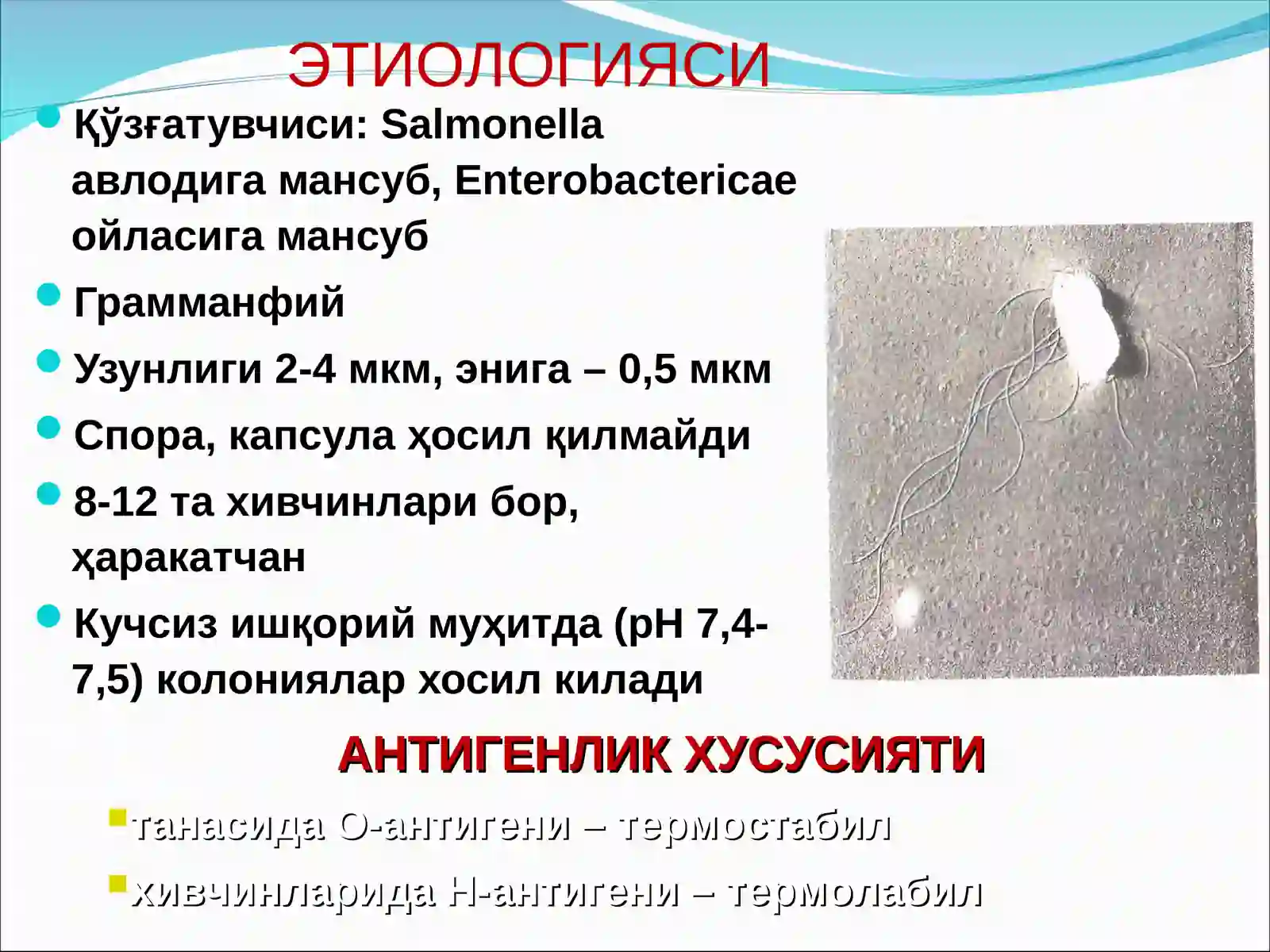САЛЬМОНЕЛЛЁЗЛАР 4
