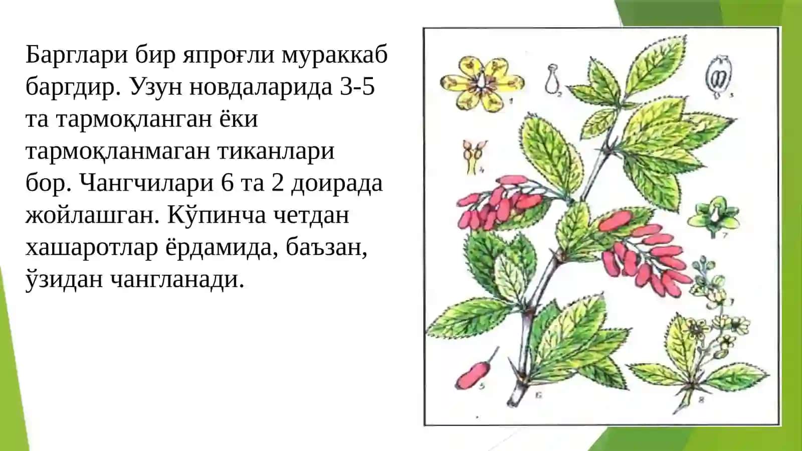 Зиркдошлар флора ва систематикаси 4