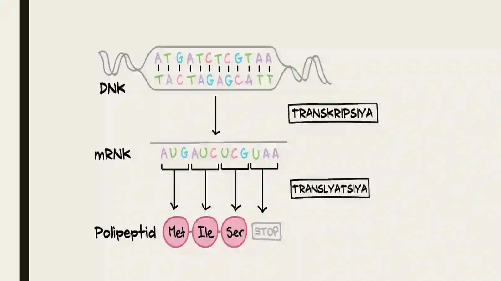 Oqsilbiosintezi 4