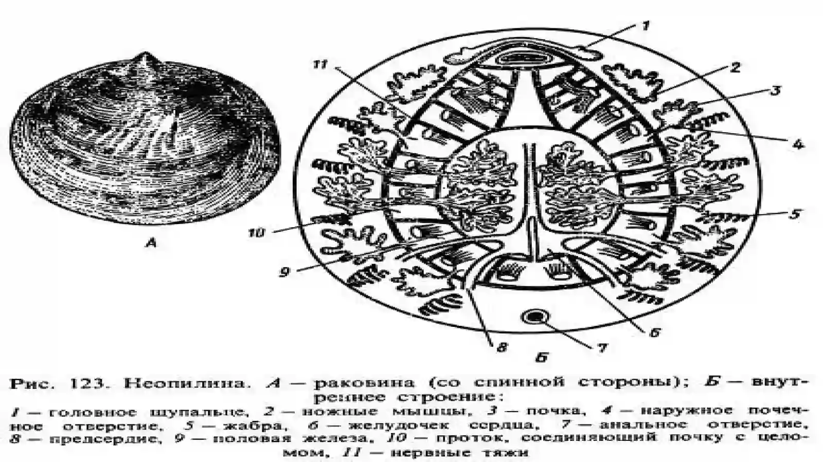 CHIG‘ANOQLILAR (CONCHIFERA) KENJA TIPI 4