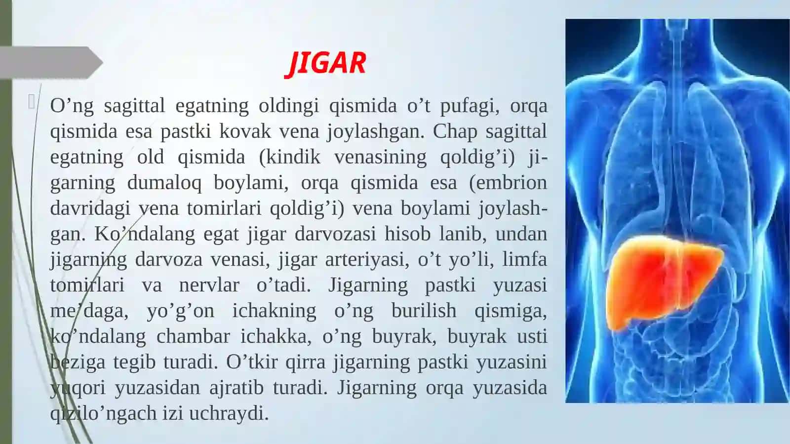 TIBBIY FUNDAMENTAL FANLAR KAFEDRASI№3 MA’RUZA:Xazma'zolaritarkibidagibеzlаr.Jigar,me'daostibezi,o'tpufagi,tuzilishi,topografiyasi 4