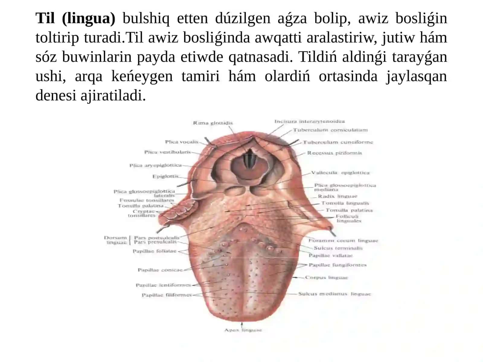 AS SIŃIRIW SISTEMASI 4