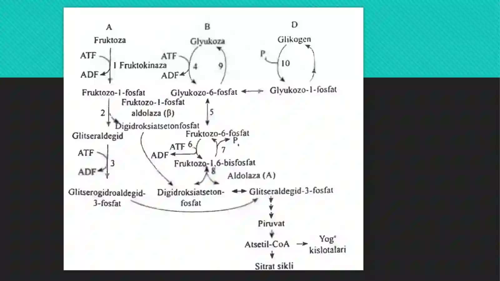 Fruktoza metabolizmi 4