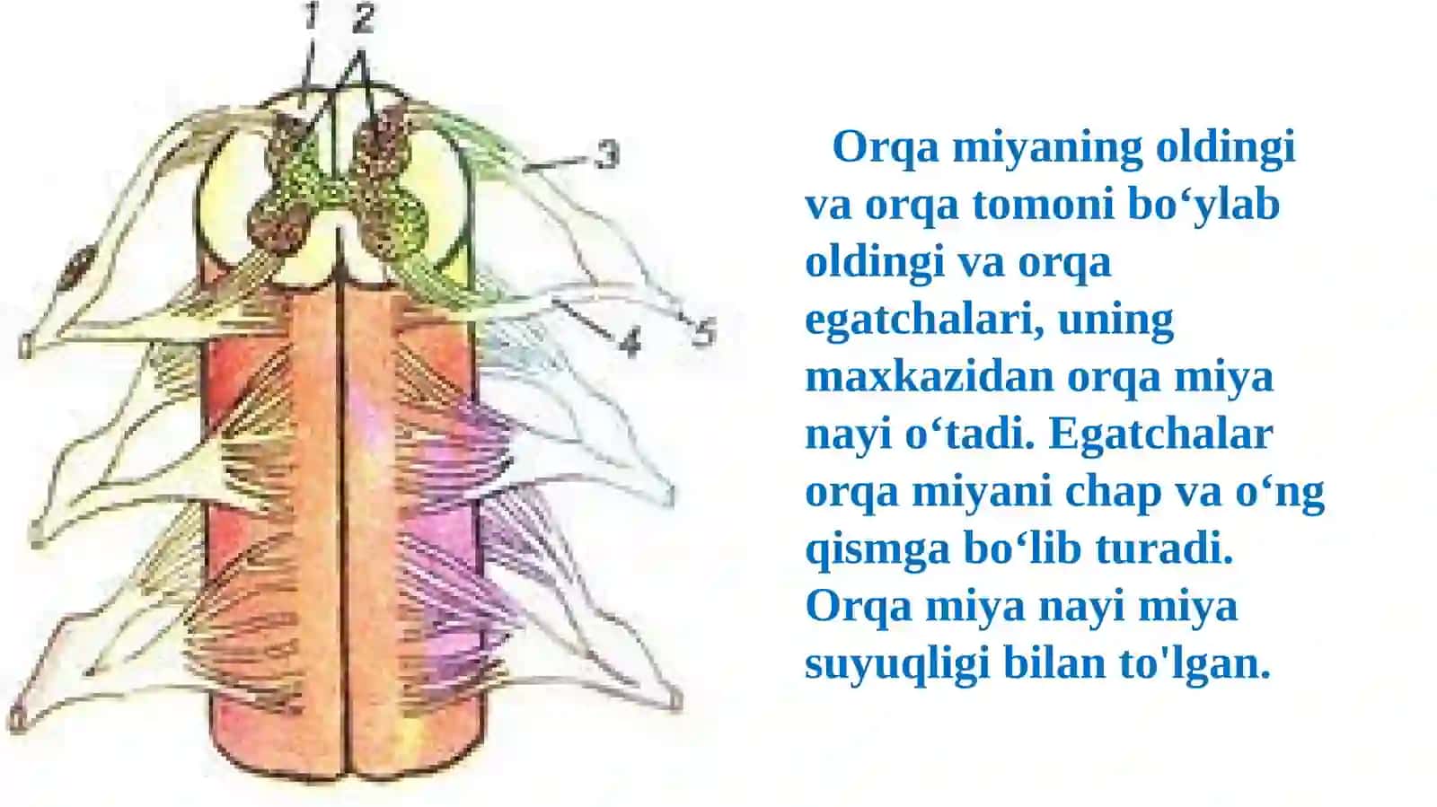 Orqa miyaning tuzilishi va funktsiyasi 4