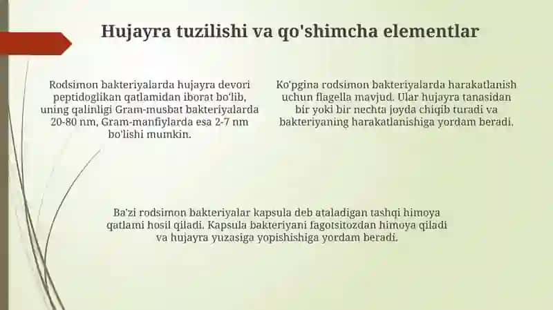 Rodsimon bakteriyalar Tuzilish va Xususiyatlari 4