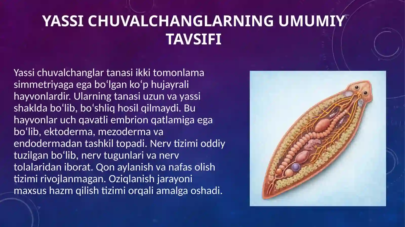 Yassi chuvalchanglar (Plathelminthes) tipi 4