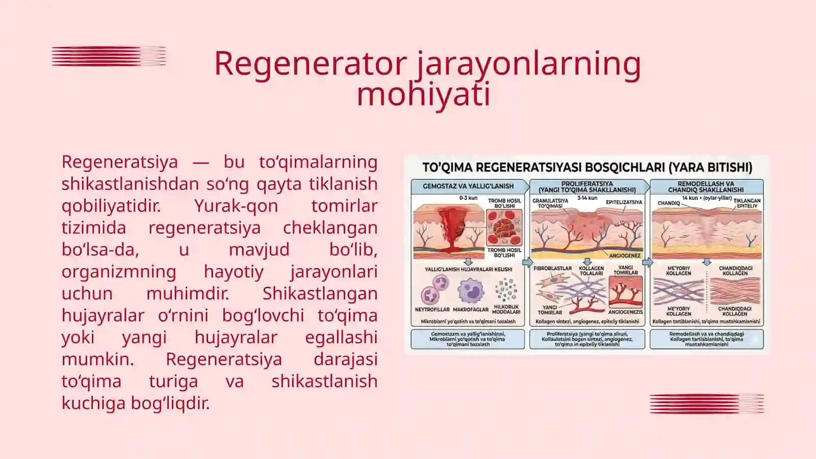 YURAK-QON TOMIRLAR TIZIMIDA REGENERATOR VA KOMPENSATOR JARAYONLAR 4