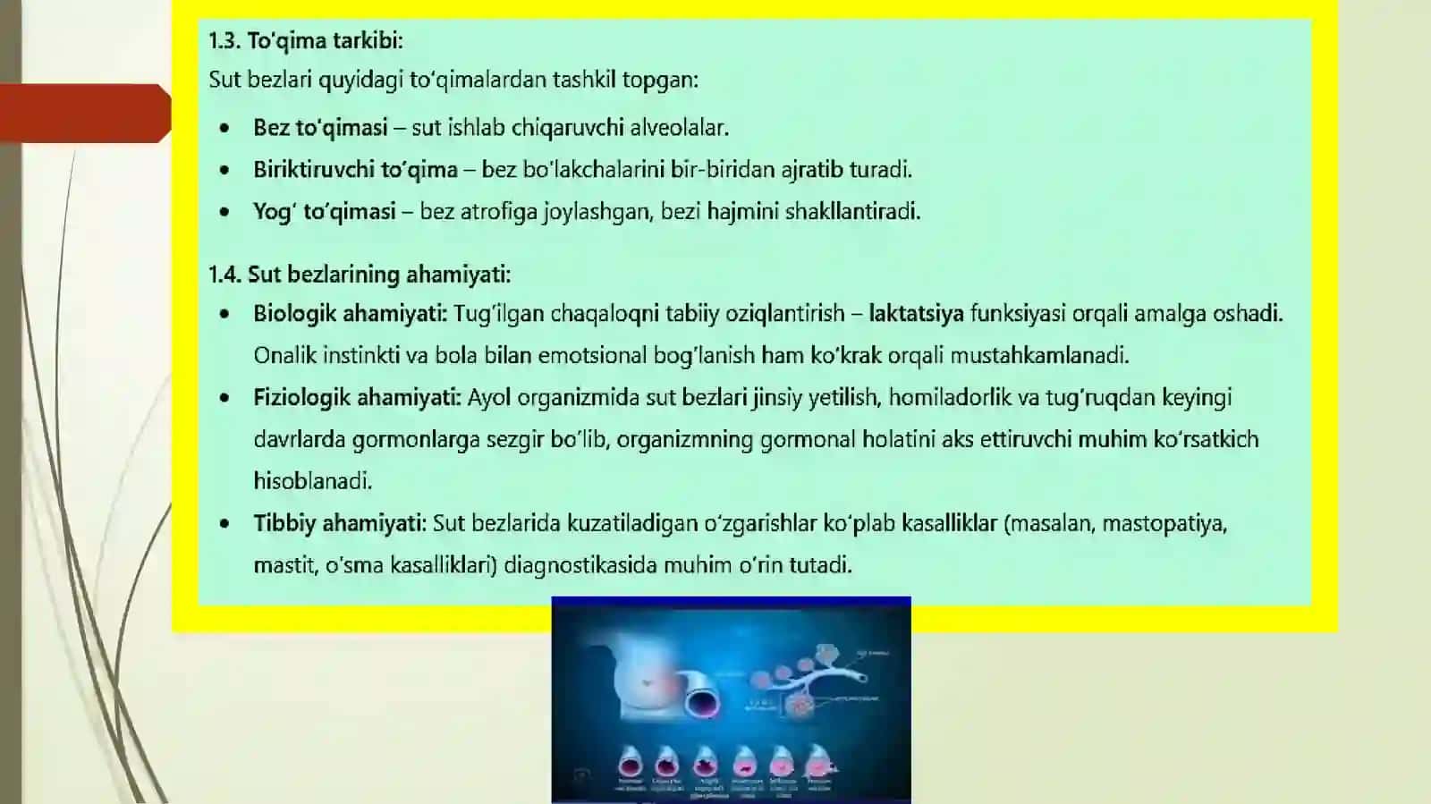 Tibbiy biologiya va umumiy genetika fanidan sut bezlarining yoshga qaraboʻzgarishi 4