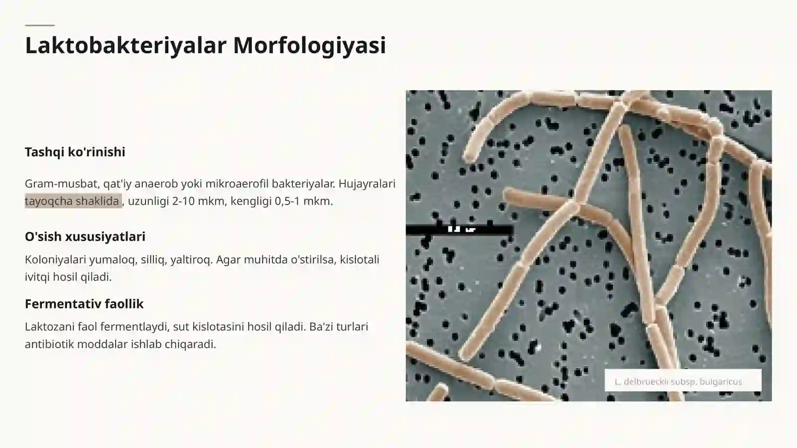 Sut Achituvchi Mikroorganizmlar 4
