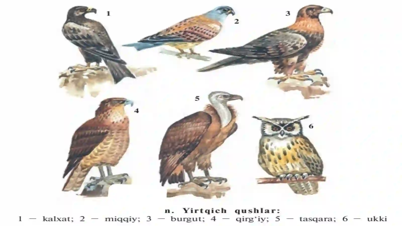 Kunduzgi yirtqich qushlar 4