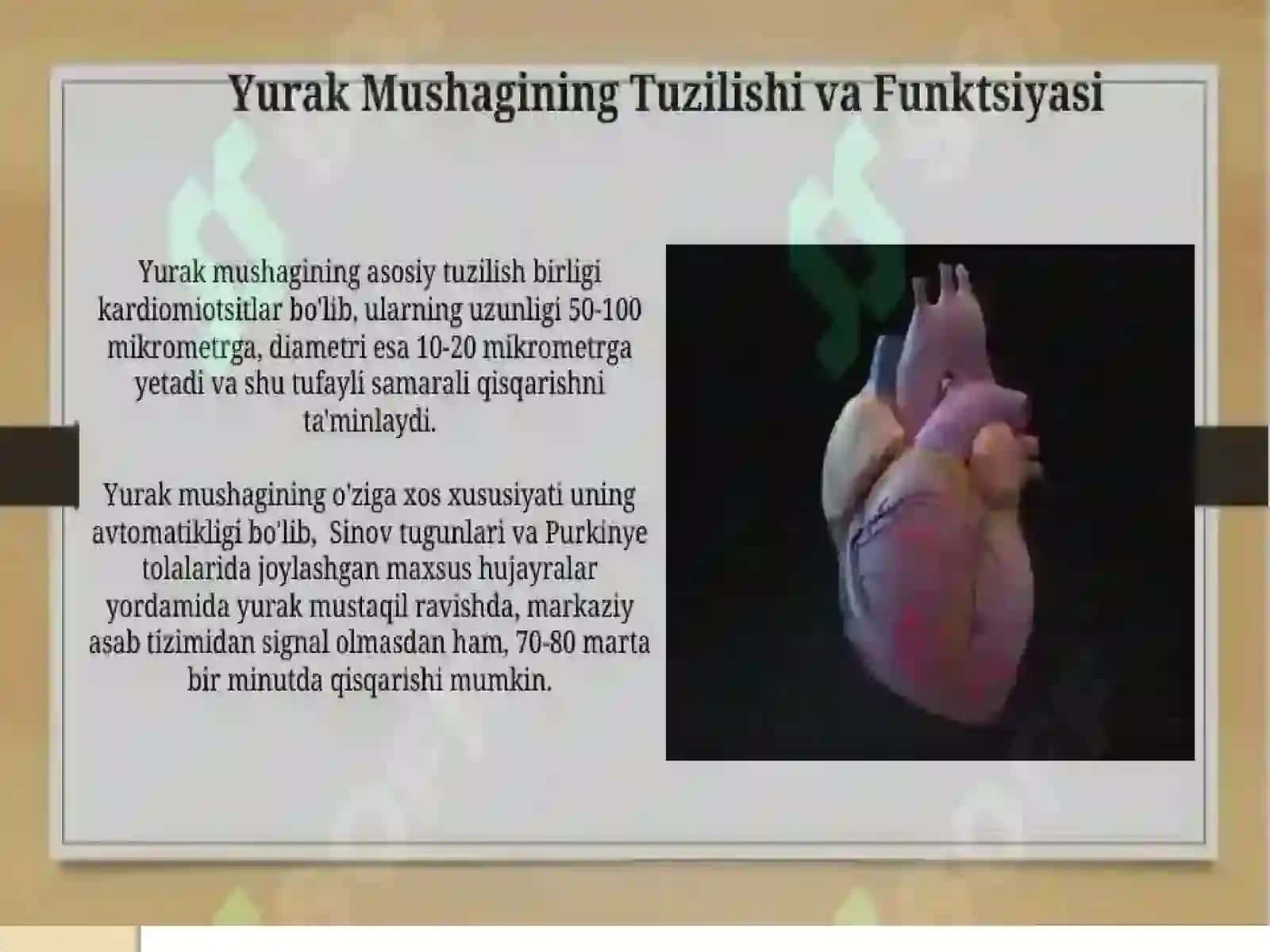 YURAK MUSHAGI REGINRATSIYASI 4