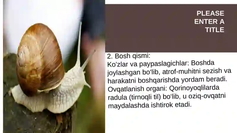 Qorinoyoqlilar (Gastropoda) mollyuskalar sinfi 4