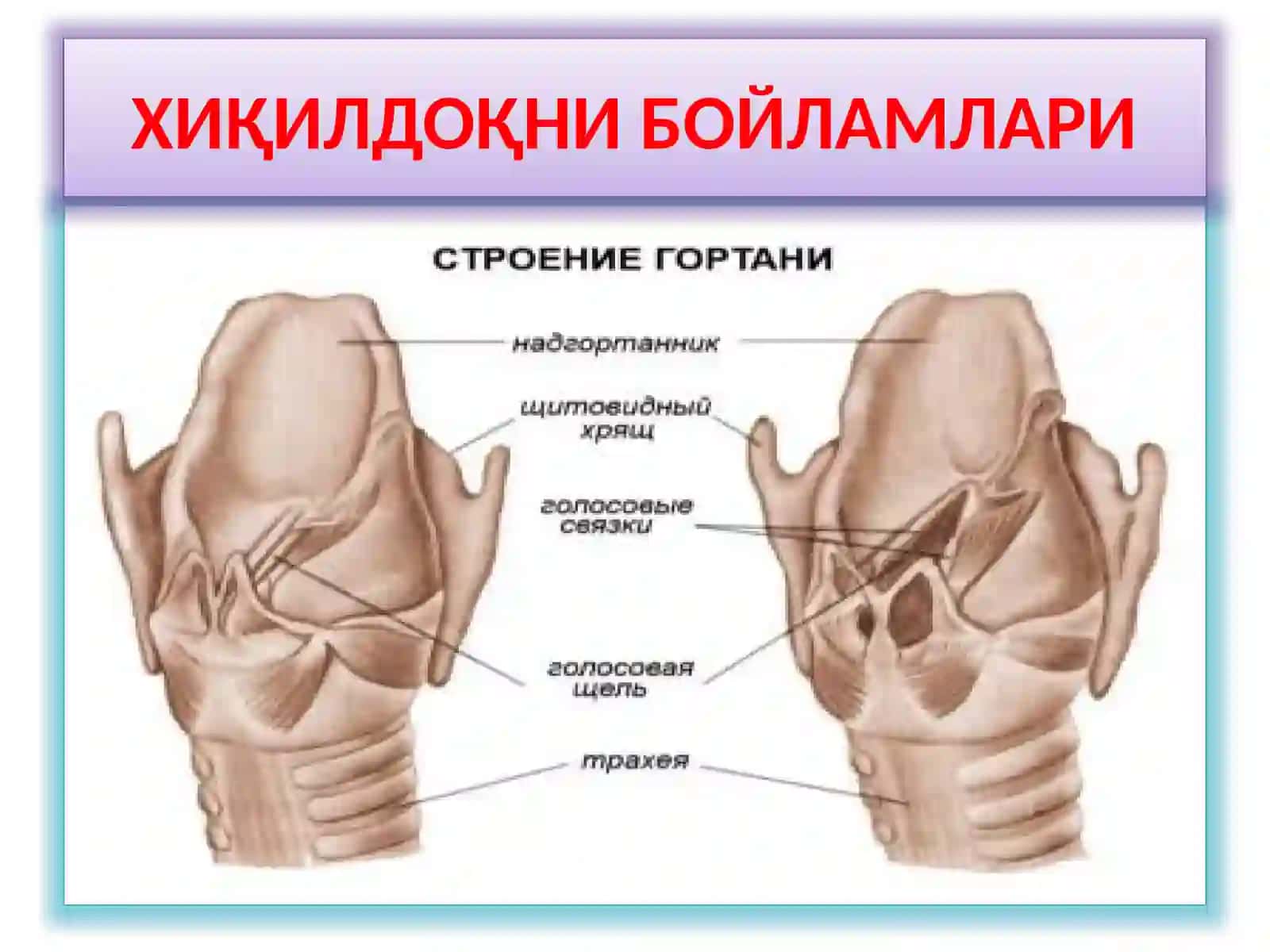 ХИҚИЛДОҚНИКЛИНИК АНАТОМИЯСИ.ХИҚИЛДОҚНИЎТКИР ВА СУРУНКАЛИ КАСАЛЛИКЛАРИ 4