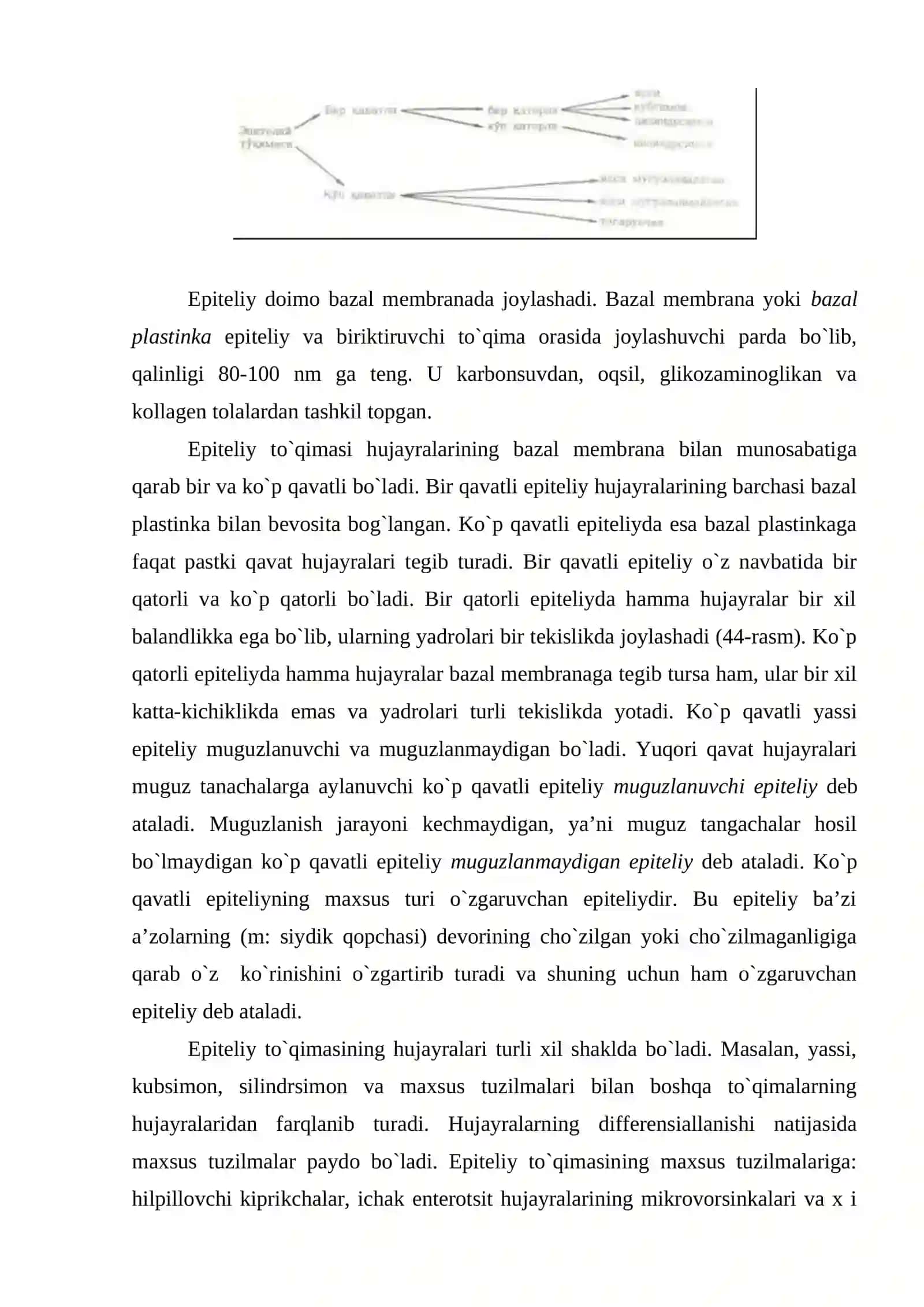 EPITELIY TOQIMASI TUZILISHI VA REGENERATSIYASI,ANOMALIYALARI 4