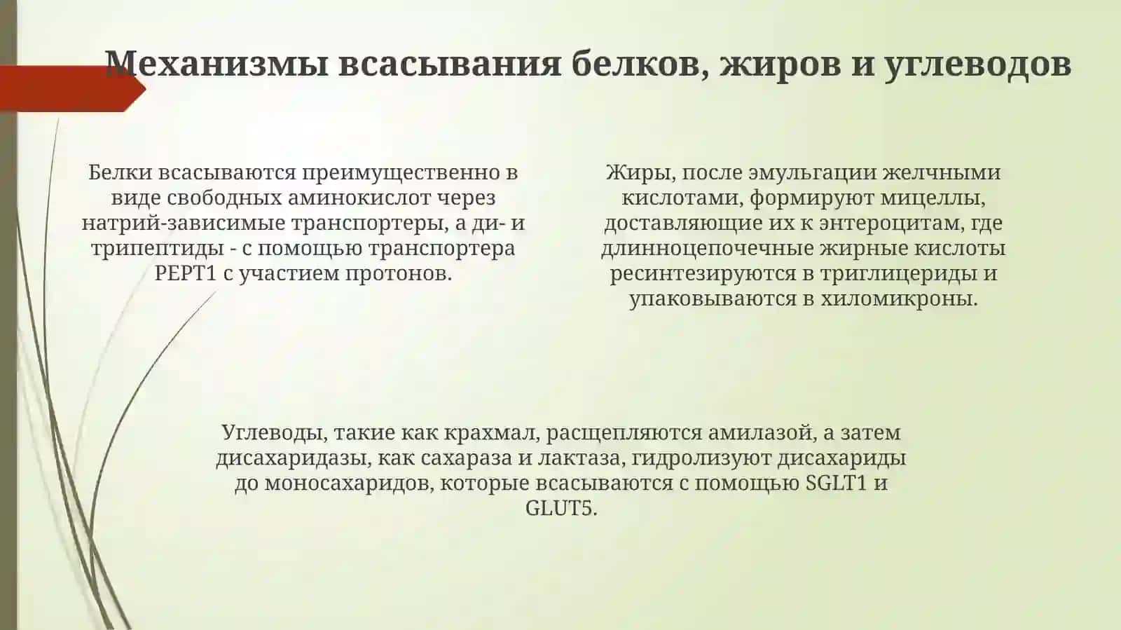 Механизмы всасывания в каторь питательных веществ (белков, жиров, углеводов, минеральных солей) 4