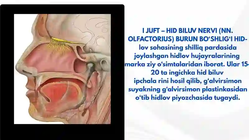 I-VI JUFT BOSH MIYA NERVLARI 4