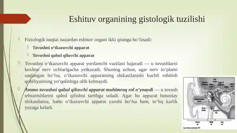 Eshitish organi innervatsiyasining xususiyatlari 4