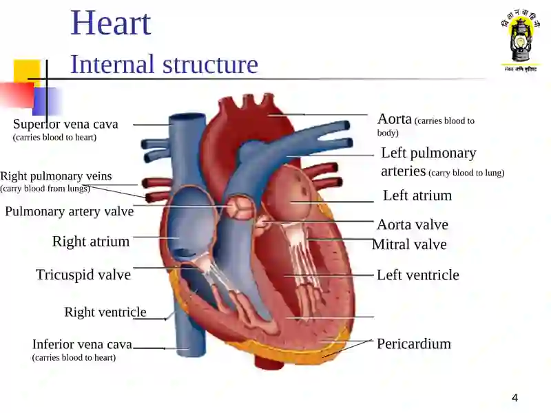 Circulatory system 4
