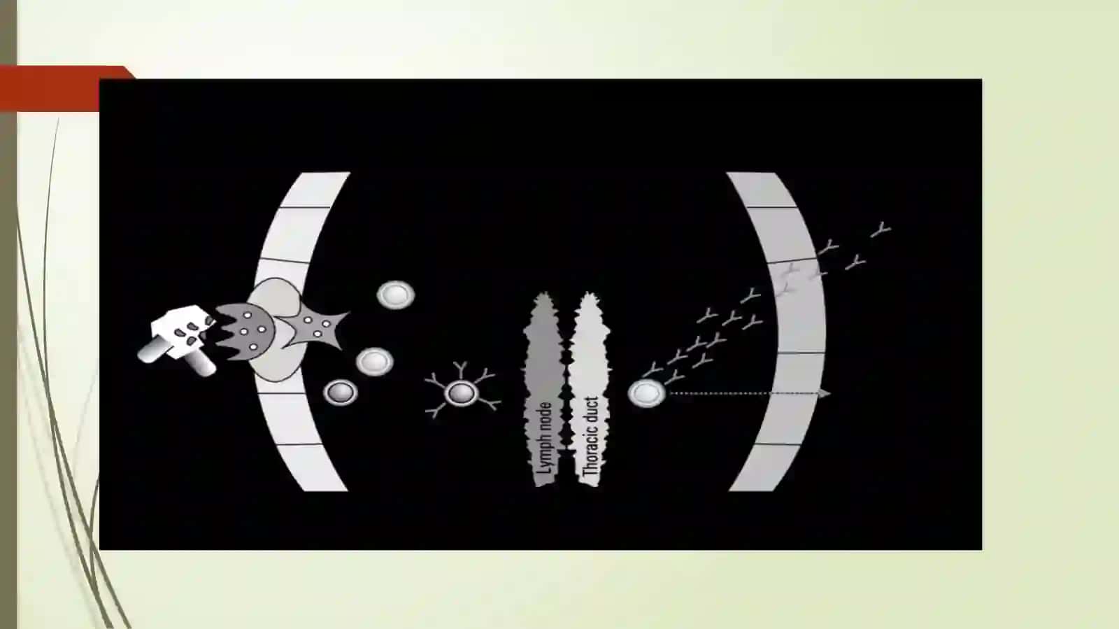 IMMUNITETGA TASIR ETUVCHIMODDALAR 4
