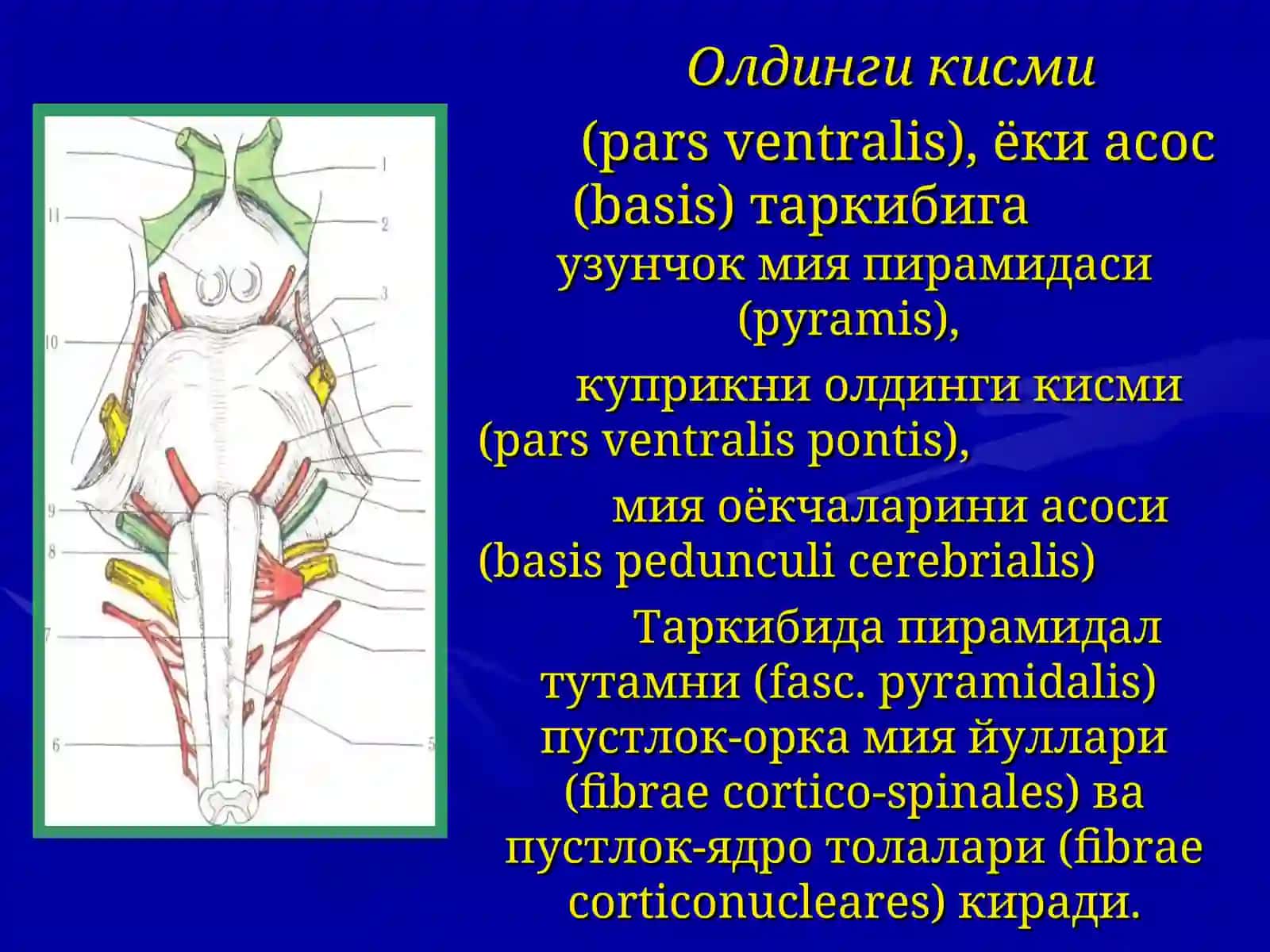 Мия устуни 4