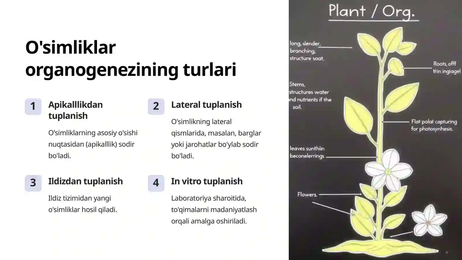 O'simliklarning organagezining boshqarilishi 4