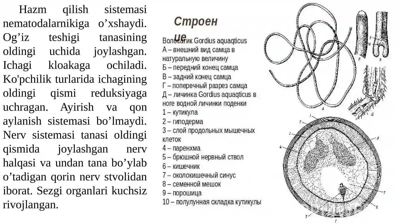 QILCHUVALCHANGLAR (NEMATOMORPHA) TIPI 4