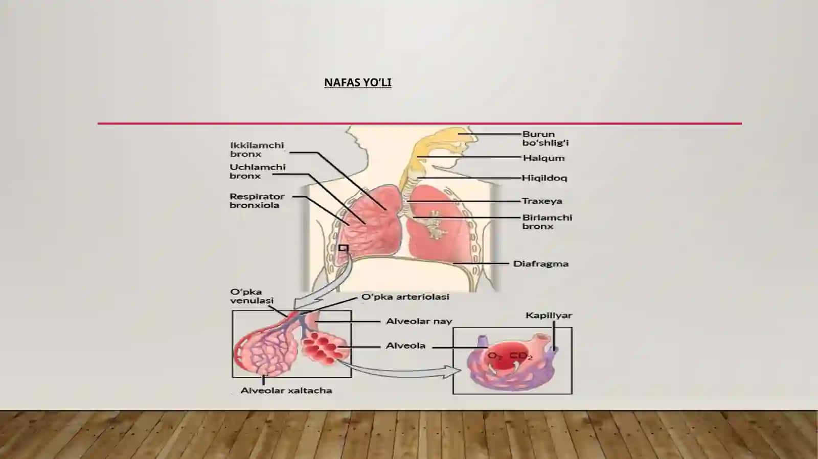 Nafas azolari kasalliklari 4