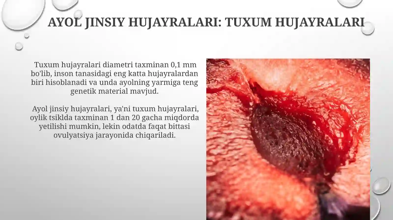 Jinsiyhujayralar 4
