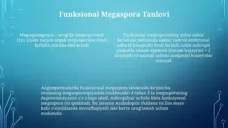 Megasporogenez va urugʻchigametofetning rivojlanishi 4