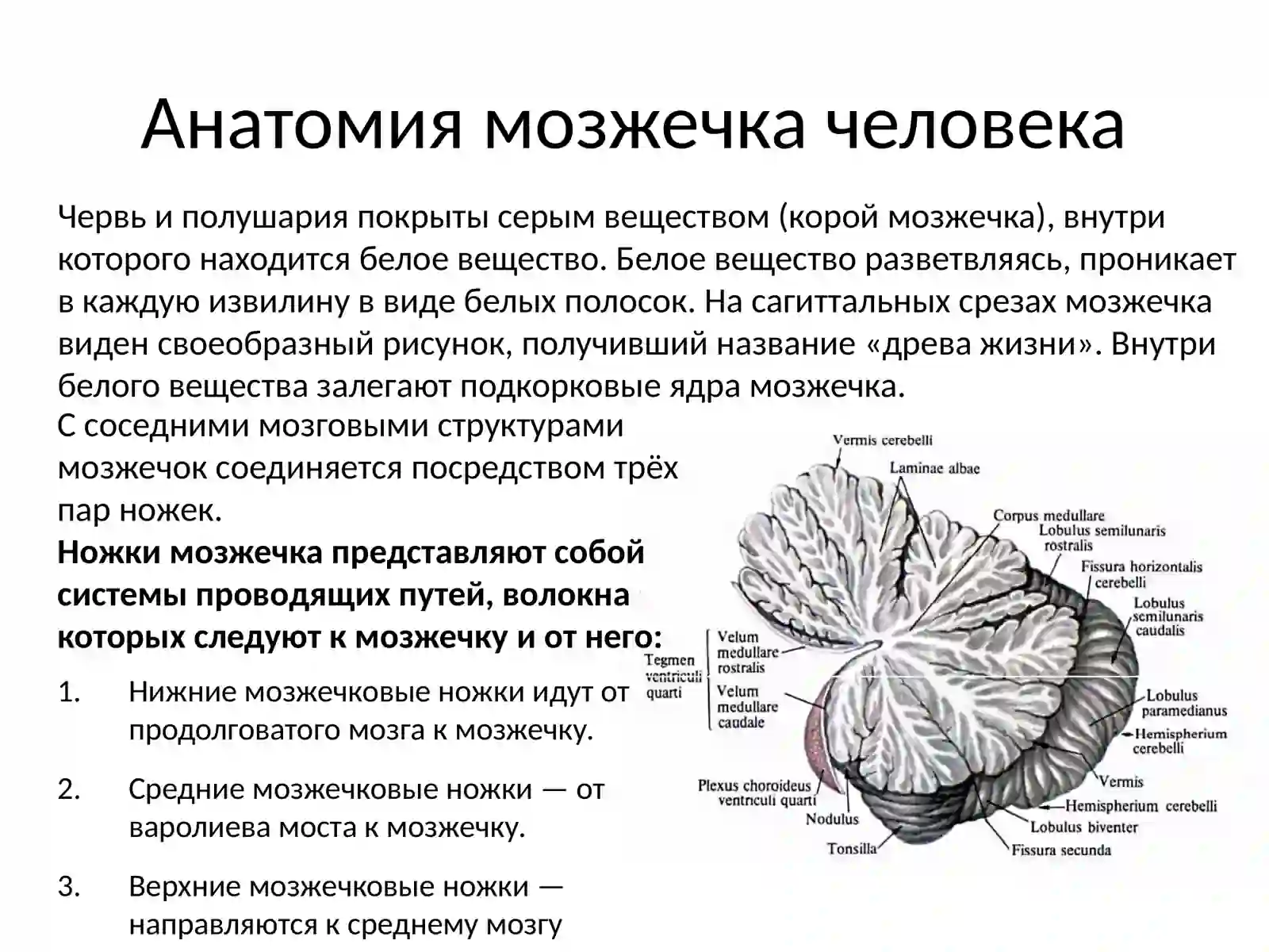 Мозжечок 4