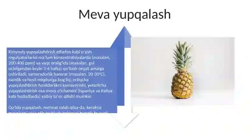 Citrus mevali o'simliklar kochatini yetishtirish texnologiyasi 4