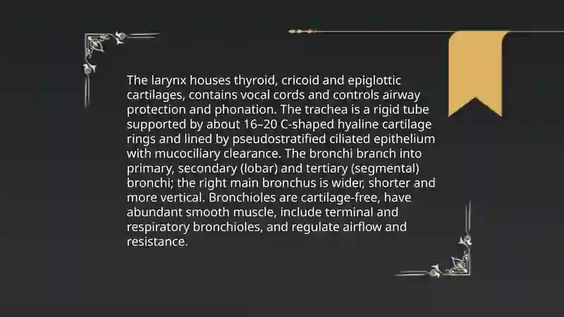 Body systems. Respiratory system 4