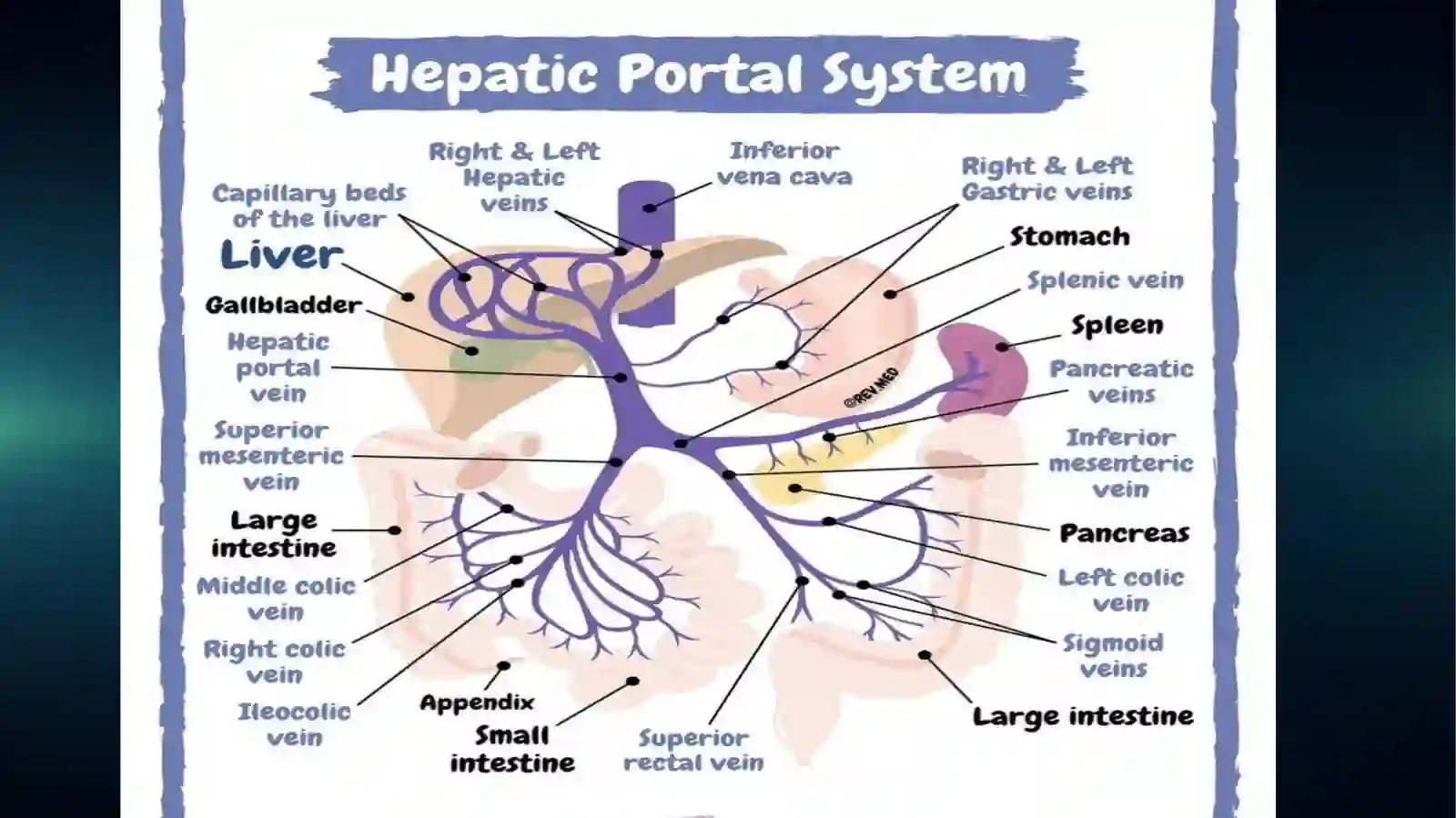 Portal Gipertenziya 4